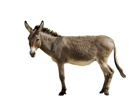 mule meaning in tagalog